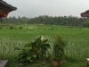 Rice field where we had lunch