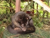 A civet cat.....the ones that digest coffee beans!!