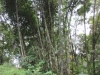 Large bamboo