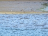 Macaque monkeys on the mud flats searching for crabs