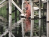 Orangutan on the dock at Camp Leakey