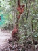 Two orangutans along the path