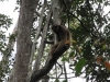 our first gibbon monkey.....such long arms and very graceful