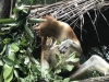 Proboscis monkey.....we saw in Kumai but never got a close picture of the nose!!