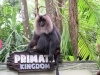 Bearded Macaque