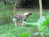 African Spotted Dog