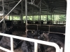 Huge cows ready for market