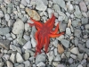 Beautiful starfish!!