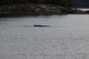 Humpback whale as we entered Funter Bay