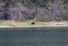 Brown Bear at Bells Island in Port Frederick