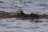 Otter resting in the kelp!!