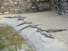 Crocodile breeding center--Gharial or fresh water crocs here