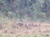 Spotted Deer
