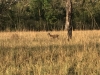 Swamp Deer