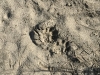 Tiger tracks .....female and male track....probably a male following a female