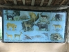 Picture of the various animals