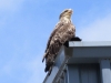 A beautiful bald eagle as we leave Dutch Harbor