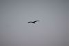 African Openbill Stork