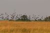 Huge flocks of birds come out to eat during the day then fly somewhere to roost at night