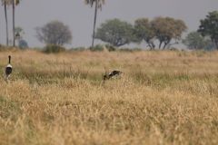 Botswana Okavango Delta Jacana Camp, Part 6