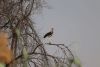 Marabou Stork.....saw in Kenya as well!!