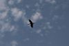 Love the stork silhouette flying against the sky