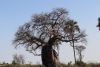 Next  day on our way to Vumbura Camp....this is a Baobab tree!!