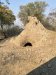 Termite mound with an Aardvark dug hole