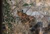 Day 4, 8/24 am game drive: Found an injured male lion cub under a bush