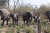 Elephants coming out of the forest on their way to the river for morning swim/drink