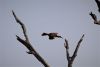 Southern Yellow-billed Hornbill flying away!!