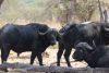 A herd of Cape Buffaloes