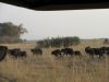 Herd of Cape Buffalo...maybe  150-200!!