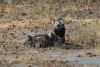 More Wild Dogs on afternoon game drive, Day 5