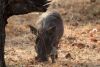 Good close-up of a warthog