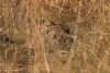 Leopard hiding in some tall grass