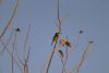 Green Little Bee-eater