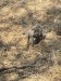We had warthogs visit us frequently!!