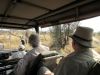 The land cruiser pulling up to a leopard eating an impala kill