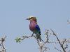 African Lilac Breasted Roller....one of our favorites