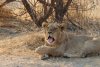 A sequence of a big yawns by the young male lion