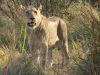 Male lion spots some prey