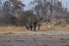 A 1-year old, a juvenile and a mama elephant coming to have a drink