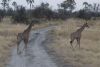Now 2 juvenile giraffes