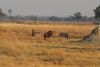 Zebra, wildebeest and impalas