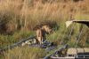 Male lion cub passing a boat tied to bridge