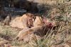One hour after kill 2 lions still eating!!