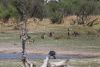 Baboons hanging around the watering pool as well