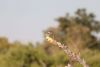 Striped Kingfisher