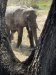 Just after lunch, while in our room we had 2 elephants close by peacefully eating!!